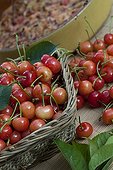 Harvest of morellos cherries and clafoutis in a garden