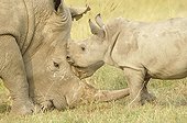 White Rhinoceros and young Lake Nakuru Kenya