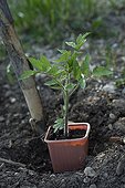 Plantation of tomatoes in a kitchen garden