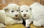 White lion cubs in the Belgrade zoo in Serbia ; The Belgrade Zoo specializes in the conservation of species of white or albinos and particularly white lions, a subspecies extremely rare. 