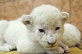 White lion cub in the Belgrade zoo in Serbia ; The Belgrade Zoo specializes in the conservation of species of white or albinos and particularly white lions, a subspecies extremely rare. 