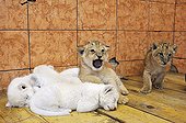 White and yellow Lion cubs in the Belgrade zoo in Serbia ; The Belgrade Zoo specializes in the conservation of species of white or albinos and particularly white lions, a subspecies extremely rare. 