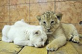 White and yellow Lion cubs lying Zoo Belgrade Serbia ; The Belgrade Zoo specializes in the conservation of species of white or albinos and particularly white lions, a subspecies extremely rare. 