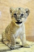Portrait of a Lion cub sitting Zoo Belgrade Serbia ; The Belgrade Zoo specializes in the conservation of species of white or albinos and particularly white lions, a subspecies extremely rare. 