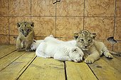 White and yellow Lion cubs in the Zoo Belgrade Serbia ; The Belgrade Zoo specializes in the conservation of species of white or albinos and particularly white lions, a subspecies extremely rare. 