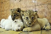 White and yellow Lion cubs in the Zoo Belgrade Serbia ; The Belgrade Zoo specializes in the conservation of species of white or albinos and particularly white lions, a subspecies extremely rare. 