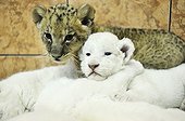 White and yellow Lion cubs in the Zoo Belgrade Serbia ; The Belgrade Zoo specializes in the conservation of species of white or albinos and particularly white lions, a subspecies extremely rare. 
