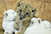 White and yellow Lion cubs in the Zoo Belgrade Serbia ; The Belgrade Zoo specializes in the conservation of species of white or albinos and particularly white lions, a subspecies extremely rare. 