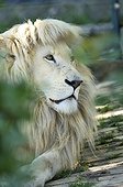 Portrait of a White Lion in Belgrade Zoo in Serbia  ; The Belgrade Zoo specializes in the conservation of species of white or albinos and particularly white lions, a subspecies extremely rare. 