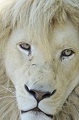 Portrait of a White Lion in Belgrade Zoo in Serbia  ; The Belgrade Zoo specializes in the conservation of species of white or albinos and particularly white lions, a subspecies extremely rare. 