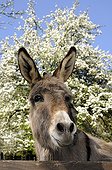 Portrait of a donkey