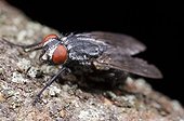 House Fly on a bark on a black background