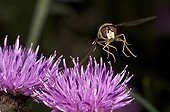 Hoverfly in flight above a thistle flower 