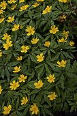 Yellow wood anemone flowers in spring Quebec Canada