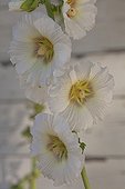 Rose trémière blanche en fleurs Provence France