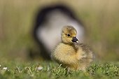 Young Toulouse Goose in the grass Provence France