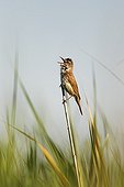 Great reed warbler singing in the reeds at spring Bulgaria