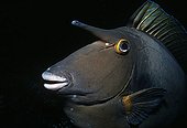 Face of a Bluespine Unicornfish Red Sea Egypt