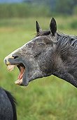 cheval lipizzan adulte hennissant