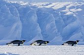 Emperor penguins sliding on ice Adélie Land Antarctica