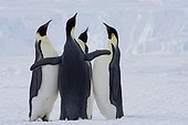 Emperor penguins competing on the ice Terre Adélie