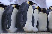 Emperor penguins incubating their eggs Adelie Land