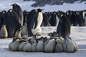 Emperor Penguin chicks grouped in kindergarten Adelie Land