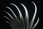 Dorsal fin of a Saint Peter Fish Ouessant Brittany France