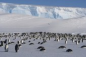 Emperor penguins at the front of a glacier Adélie Land ;  