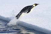 Emperor penguin out of the water Adélie Land ;  