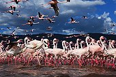 Lesser Flamingos at Lake Bogoria Kenya