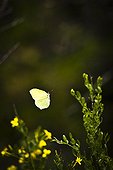 Brimstone in flight above a jasmine in the Luberon France