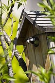 Great Tit leaving taking a fecal sac off a nest box France