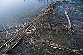 Beaver Dam on the Calavon river in the Vaucluse France