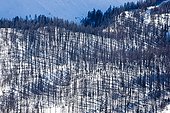 Larch forest under the snow in spring in the Ubaye Valley