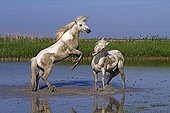 Camargue horses fighting in the Camargue RNP France