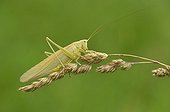 Yellow form of Great Green Grasshopper female France 
