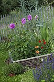 Dahlia in bloom in a squarefoot kitchen garden