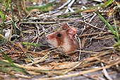 Black-bellied Hamster out of its burrow in a field Alsace