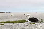Laysan Albatross on the runway Sand Island ; Midway Atoll National Wildlife Refuge