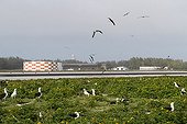 Laysan Albatross after the runway Sand Island ; Midway Atoll National Wildlife Refuge