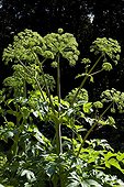 Giant hogweed in bloom in a park