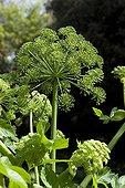 Giant hogweed in bloom in a park