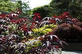 Red leaves of a japanese maple 'Atropurpureum' in a park
