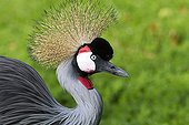 Portrait of a Black Crowned Crane