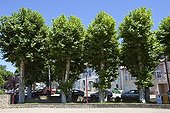 Plane trees planted in a city