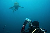 Diver photographing a Blacktip Shark Umkomaas RSA