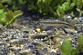 Minnow in aquatic plants in the river Sorgue Vaucluse