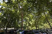Plane trees over an urban parking lot
