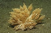 Brown Nudibranch, Lembeh Strait, Sulawesi, Indonesia
